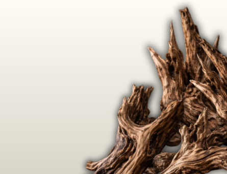 Gỗ lũa chọn lọc, hình dáng độc đáo, tạo điểm nhấn nghệ thuật cho bình hoa và không gian